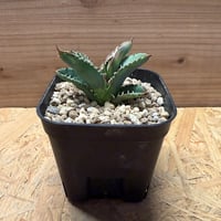 アガベ チタノタ インドネシア ドワーフ | GREEN LUCK