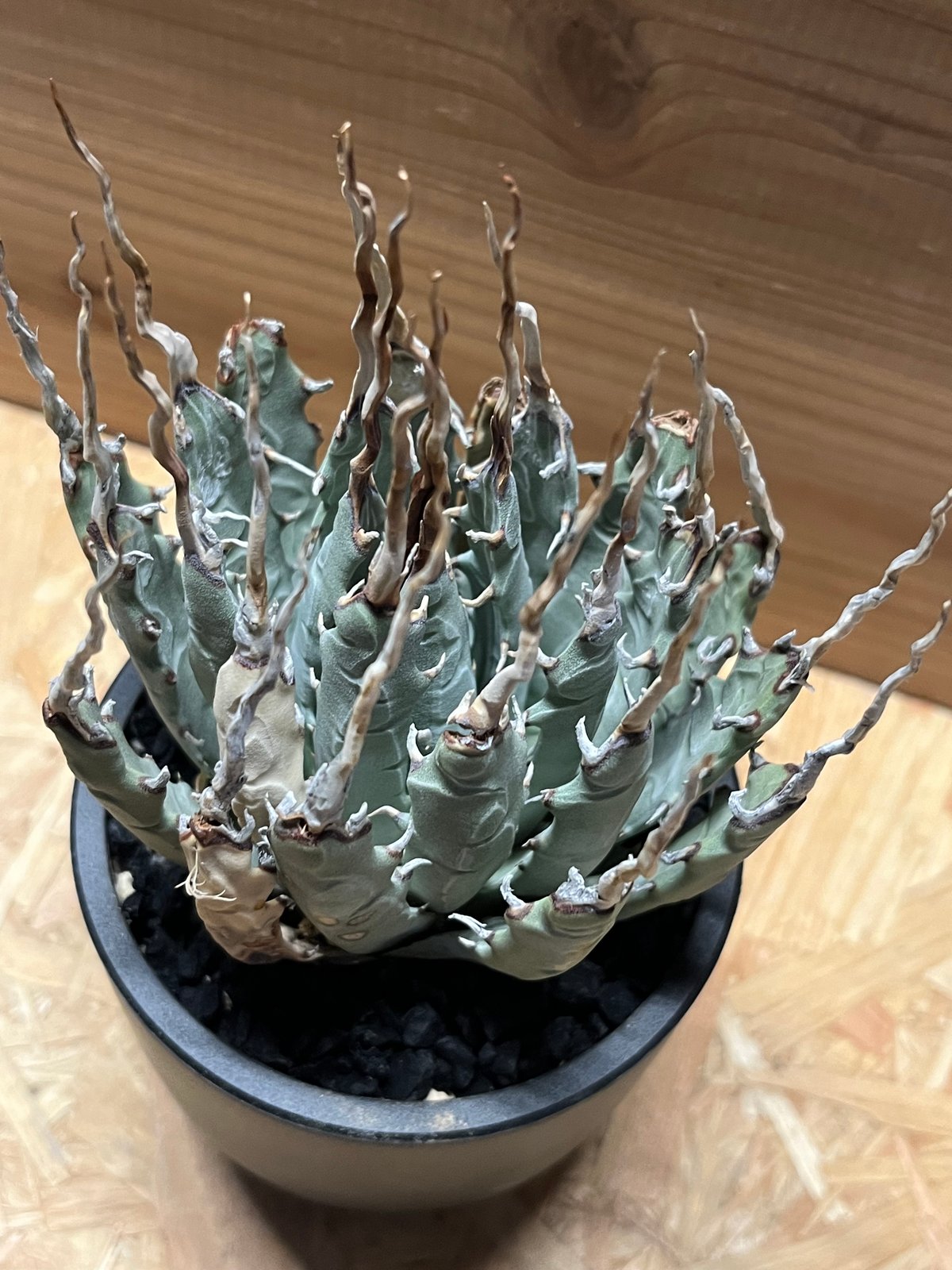 アガベ ユタエンシス エボリスピナ 陽炎 発根済み | GREEN LUCK