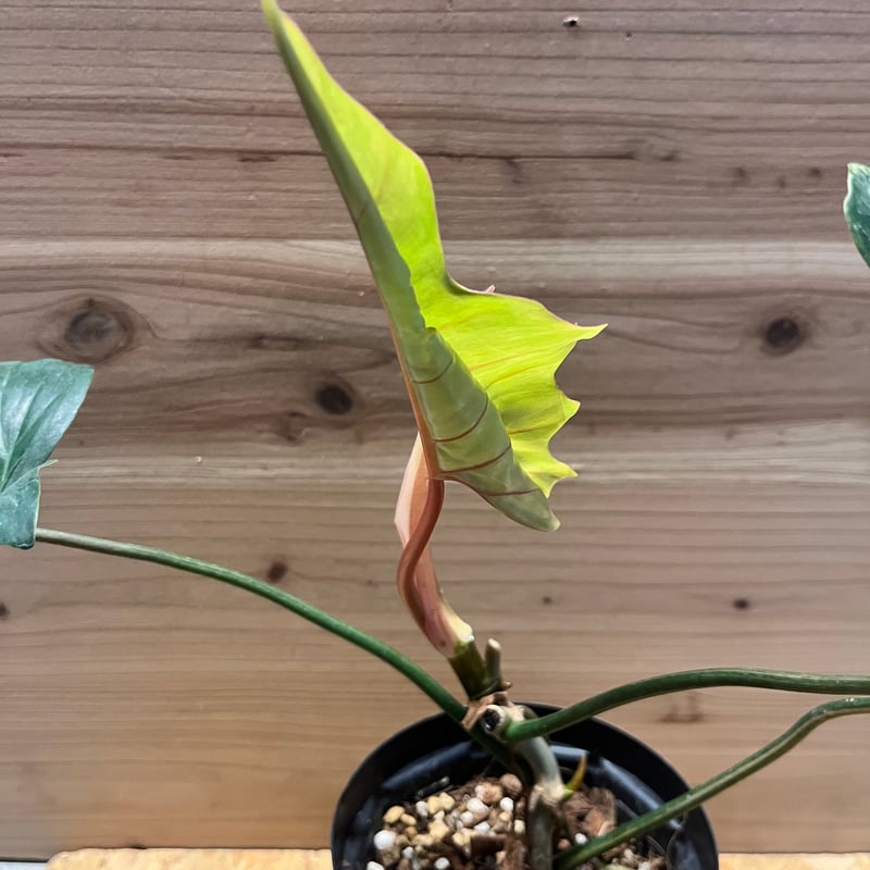 フィロデンドロン 'キティナ' （フロリダビューティー×マヨイ