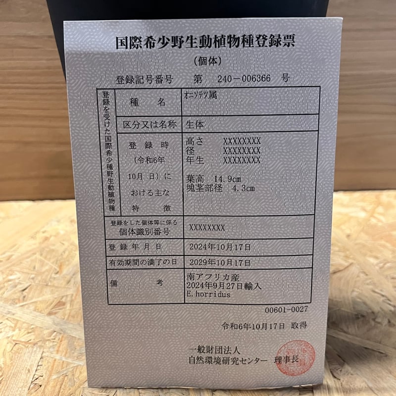 エンセファラルトス ホリダス | GREEN LUCK