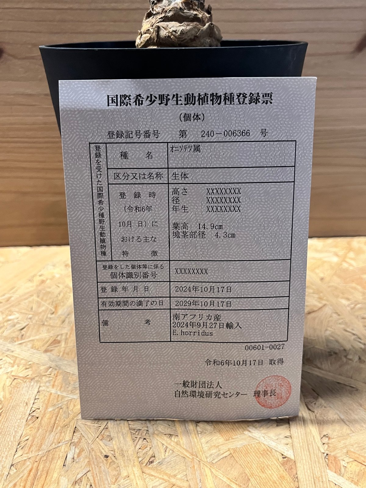 １エンセファラルトス ホリダス オレンジ肌 丸々 葉性最高 超希少ソテツ】エンセファラルトス・ホリダスの魅力に迫る！ | mana's