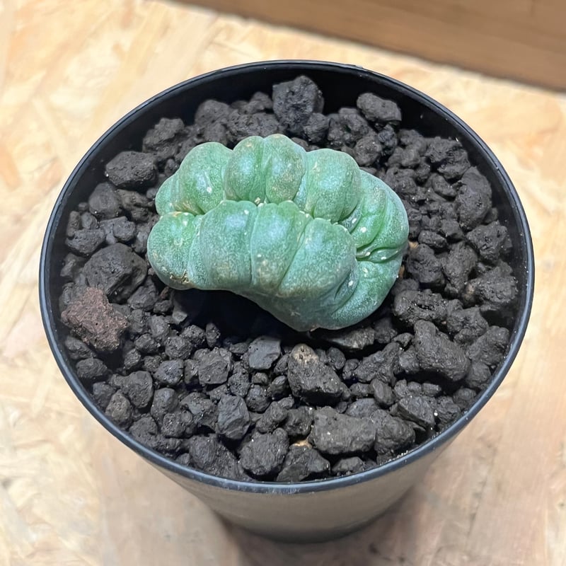 ロフォフォラ　鳥羽玉　実生苗　【プランター植え34個セット】　サボテン ロフォフォラ 鳥羽玉 綴化 | GREEN LUCK
