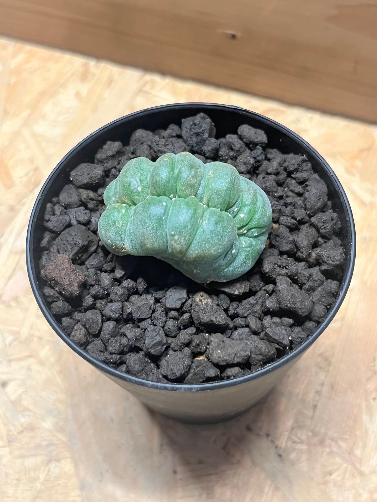 ロフォフォラ 鳥羽玉 綴化 | GREEN LUCK