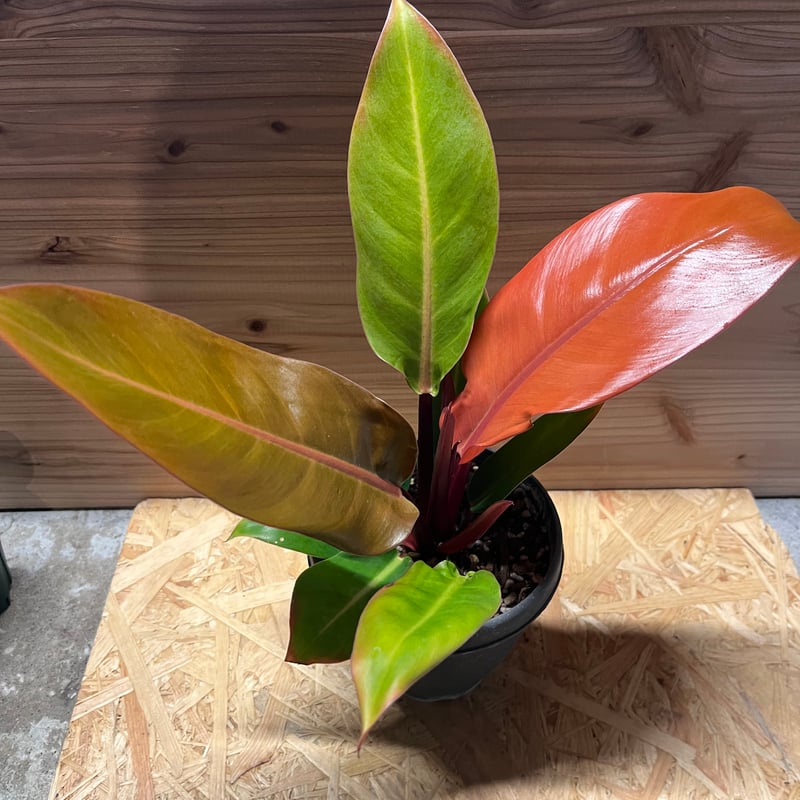 フィロデンドロン プリンスオブオレンジ | GREEN LUCK
