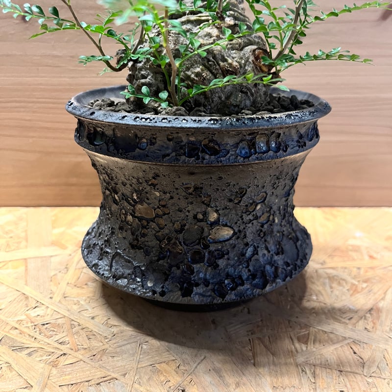 オペルクリカリア パキプス | GREEN LUCK