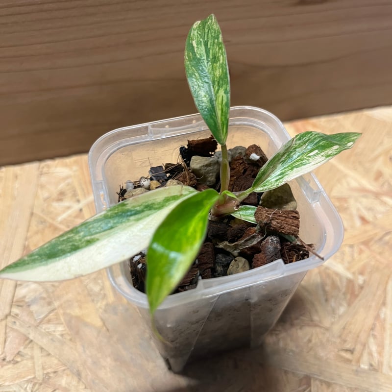 フィロデンドロン キャラメルマーブル | GREEN LUCK