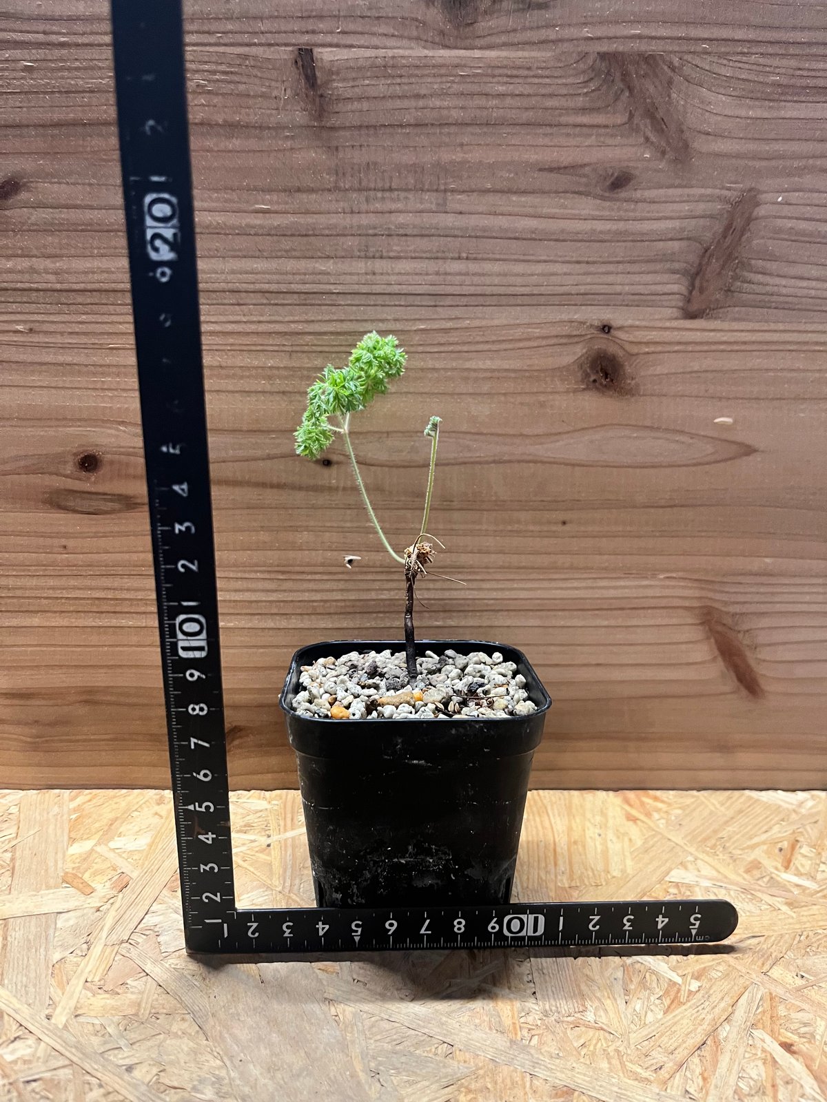 ペラルゴニウム トリステ | GREEN LUCK