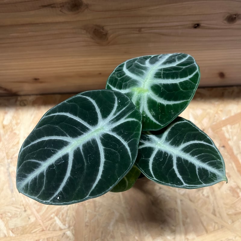 アロカシア ニンジャ | GREEN LUCK