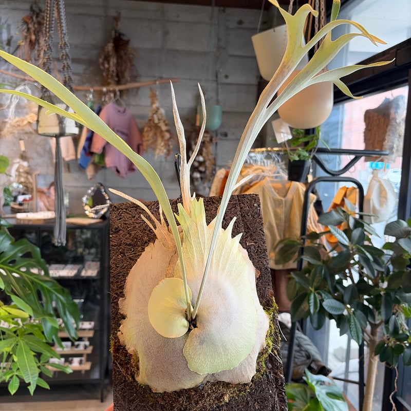 ビカクシダ ベイチー ワイルド | GREEN LUCK