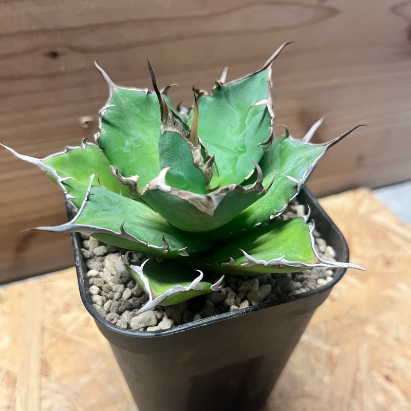 アガベ チタノタ 'ハデス' | GREEN LUCK