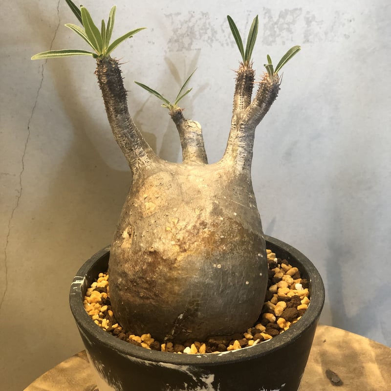 パキポディウム グラキリス 現地株 発根済み | GREEN LUCK