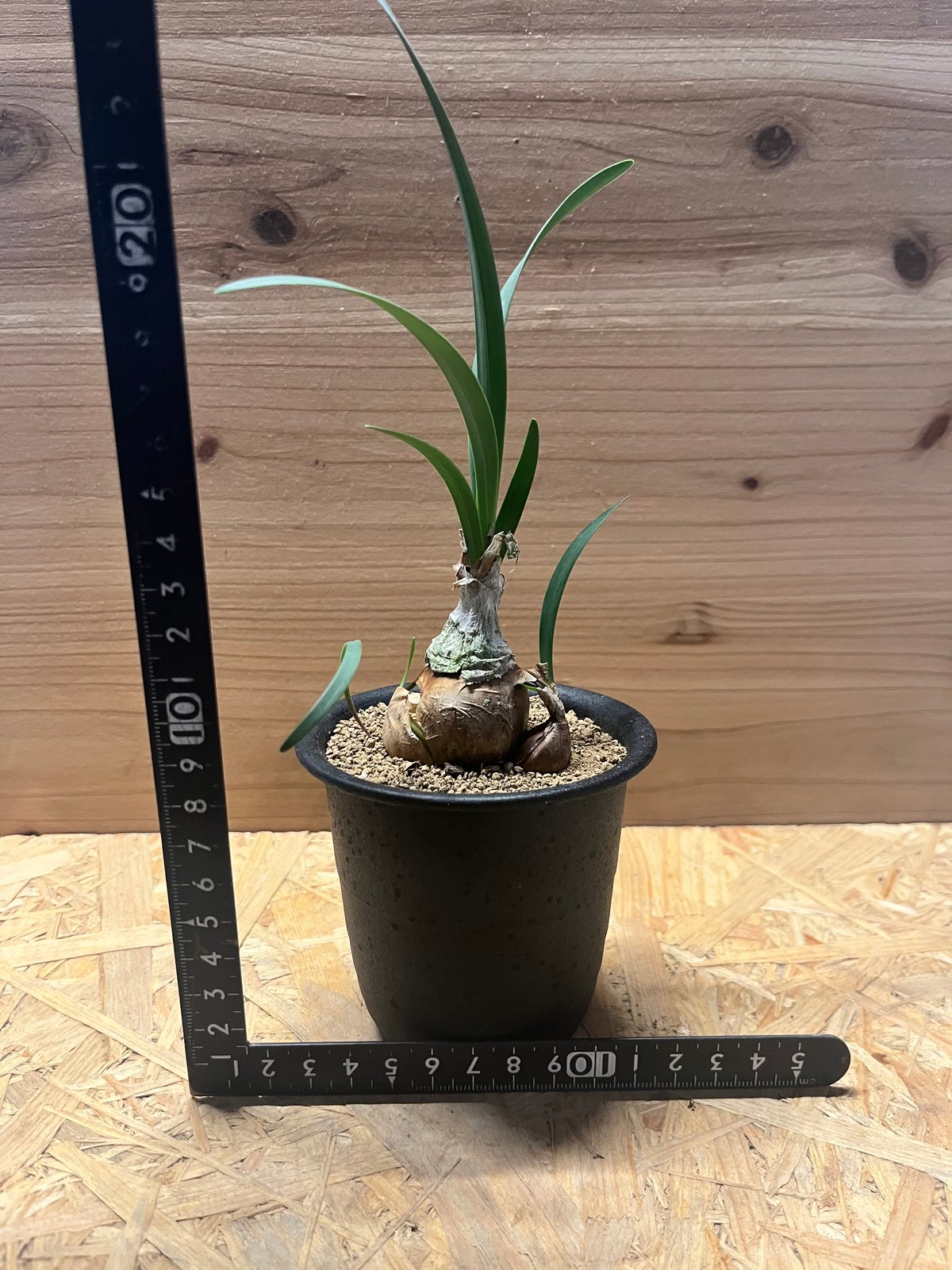 ダリア【キルタンサス】 fit=scale-down,w=1200