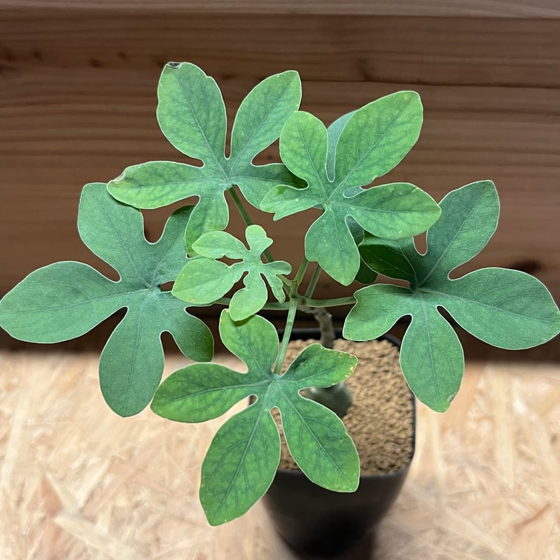 アデニア グラウカ | GREEN LUCK