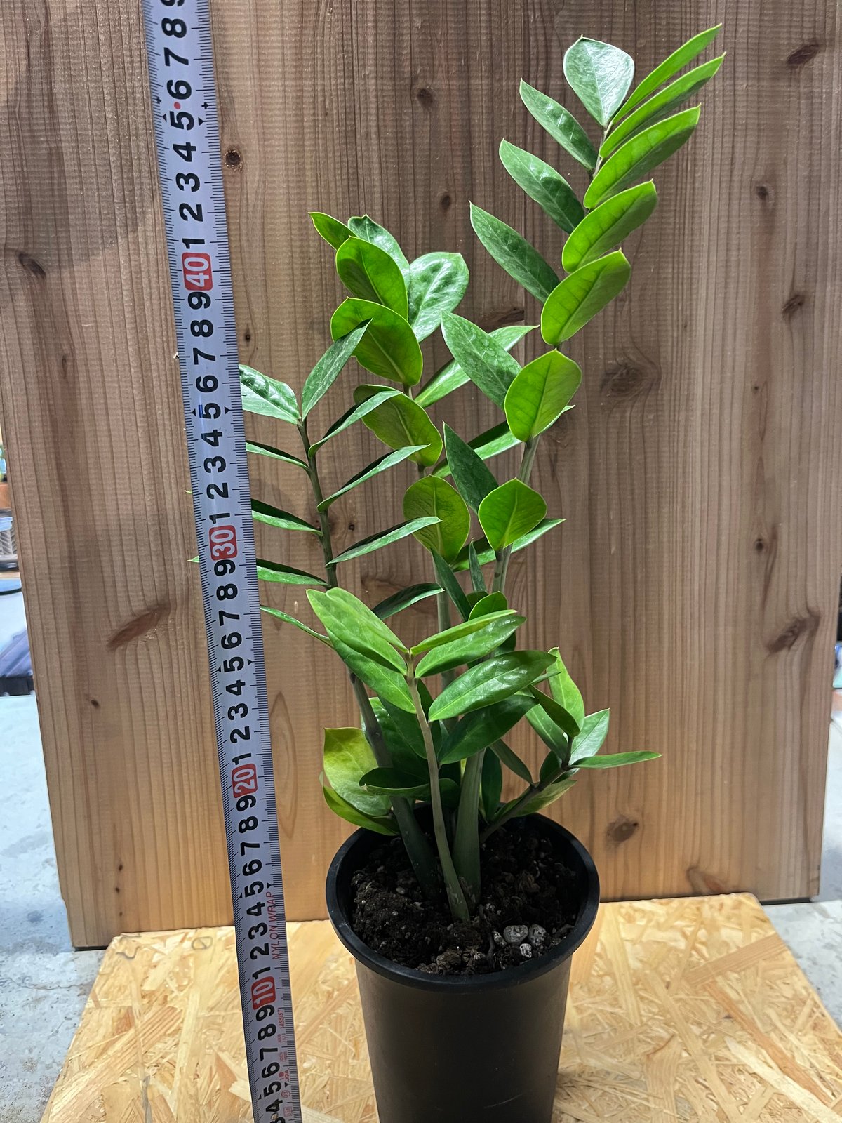 ザミオクルカス・ザミーフォリア 楽天市場】ザミオクルカス ザミーフォリア ゼンジー 4号 観葉