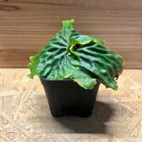 ビルベルギア カハカイ | GREEN LUCK