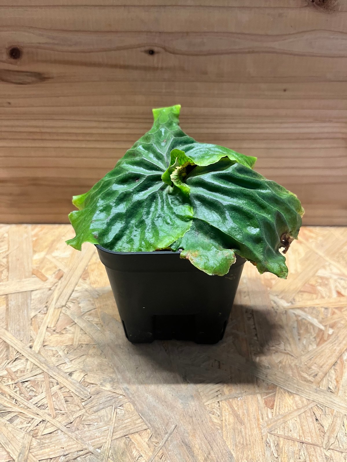 ビカクシダ マダガスカリエンセ | GREEN LUCK