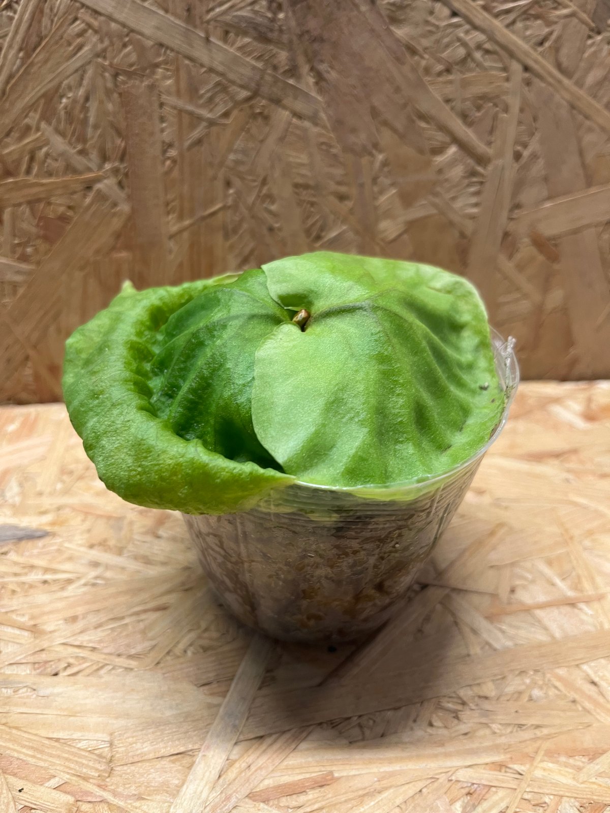 ビカクシダ リドレイ | GREEN LUCK