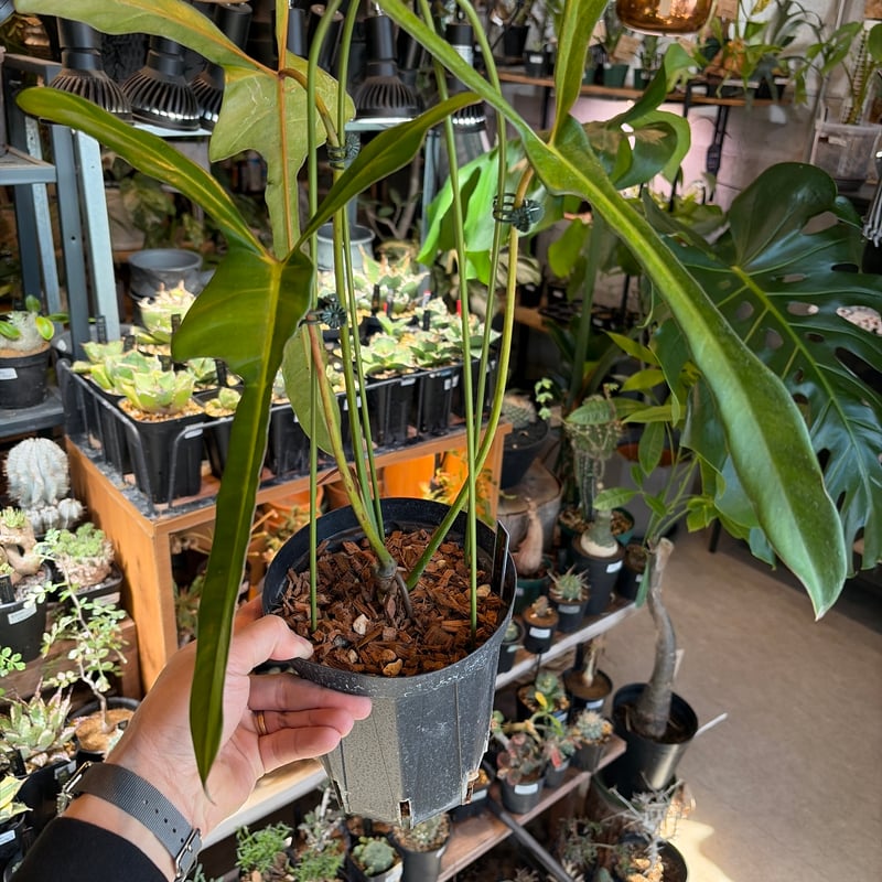 フィロデンドロン ロンギロバム 'レラノ ミヤノ' | GREEN LUCK