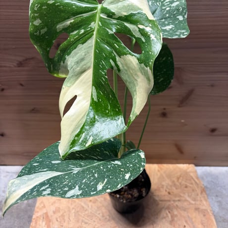 タイコンステレーション | STORES