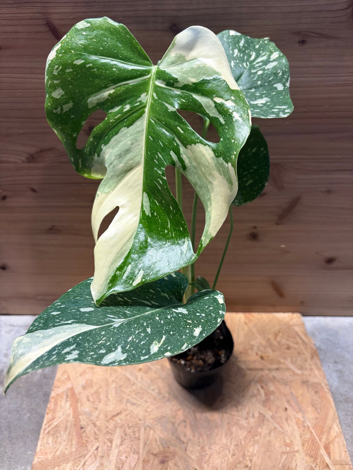 モンステラ デリシオーサ タイコンステレーション | GREEN LUCK