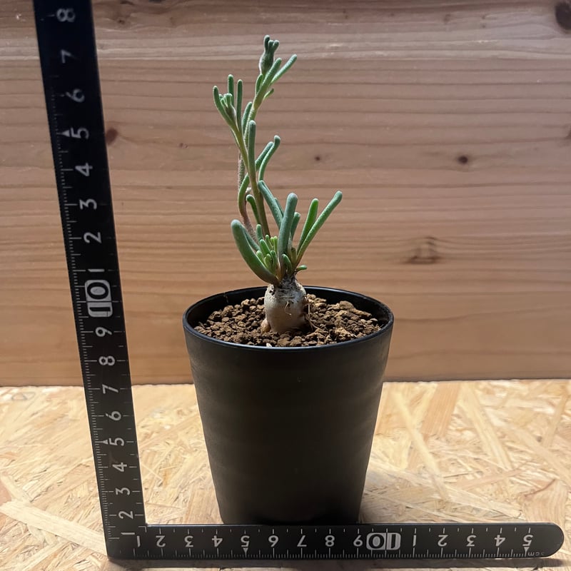 フィロボルス　テヌイフロルス　鉢ごと 楽天市場】フィロボルス・テヌイフロルス (実生) 7.5cm鉢 カクタス長田