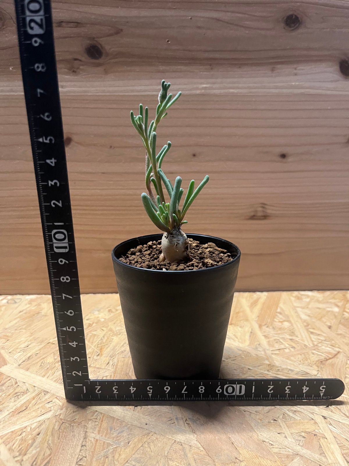 フィロボルス テヌイフロルス | GREEN LUCK