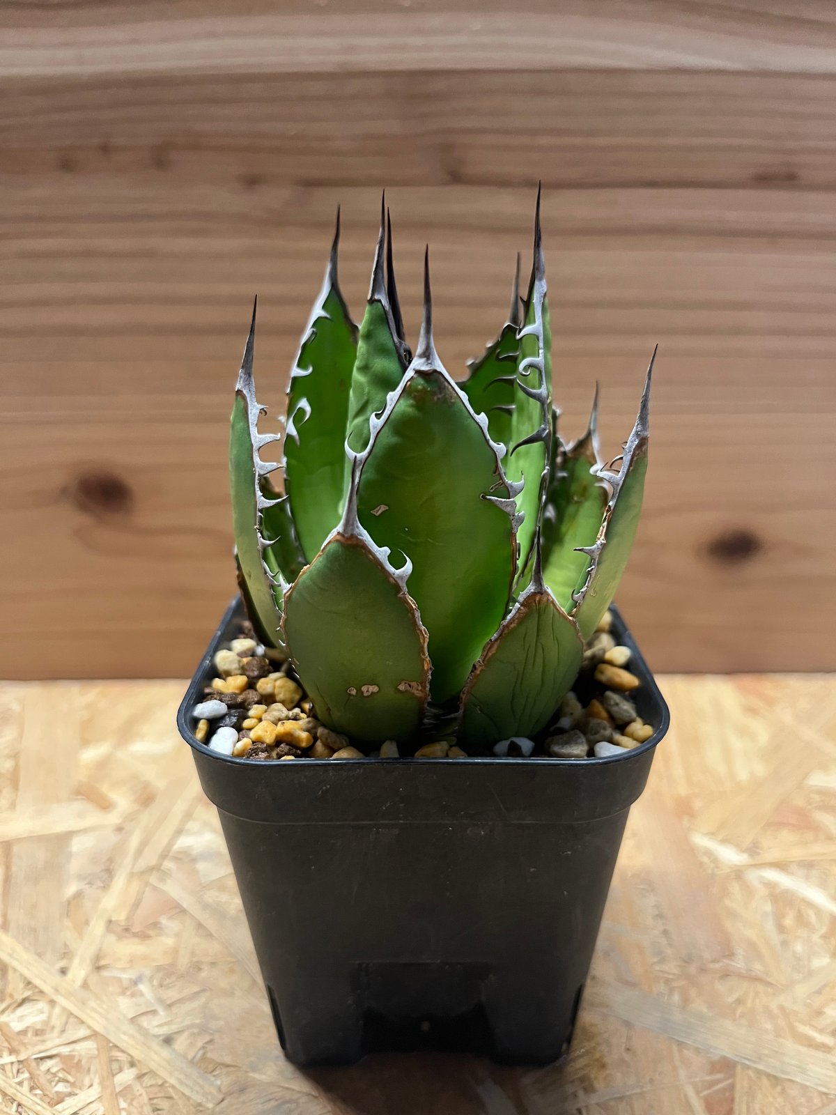 アガベ ホリダ | GREEN LUCK