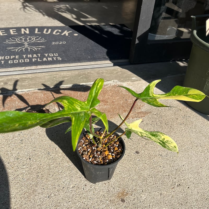 フィロデンドロン フロリダビューティー | GREEN LUCK