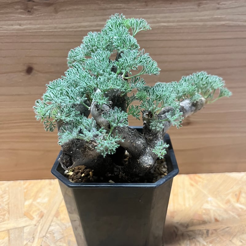 モンソニア ムルチフィダ （サルコカウロン） | GREEN LUCK