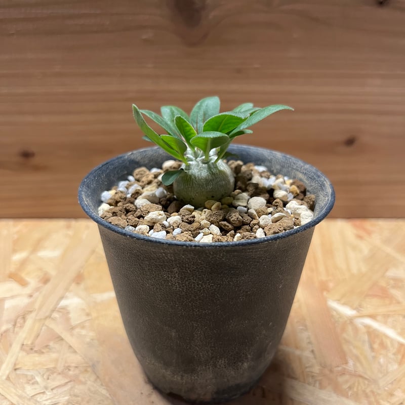 パキポディウム　マナクアナム　光堂　美株　鉢付き Pachypodium namaquanum【パキポディウム・ナマクアナム・光堂