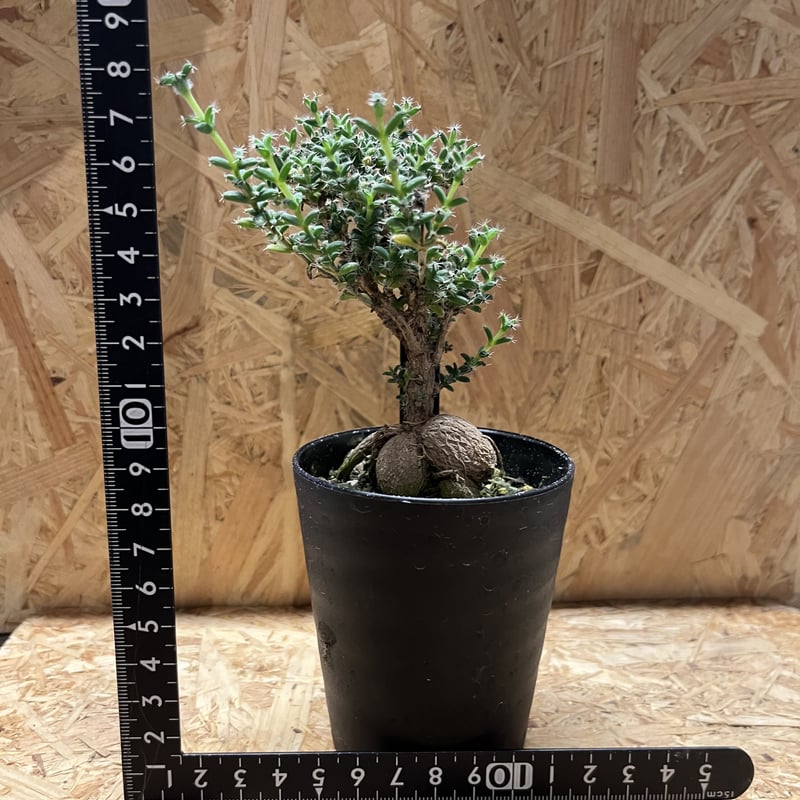 トリコディアデマ ブルボスム 姫紅小松 | GREEN LUCK