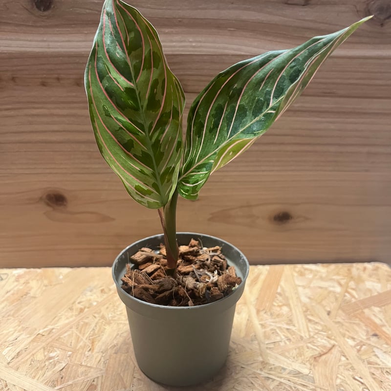 アグラオネマ レッドアーミー | GREEN LUCK