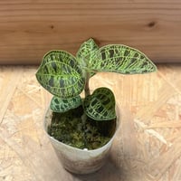 ビカクシダ フィッシュボーン | GREEN LUCK