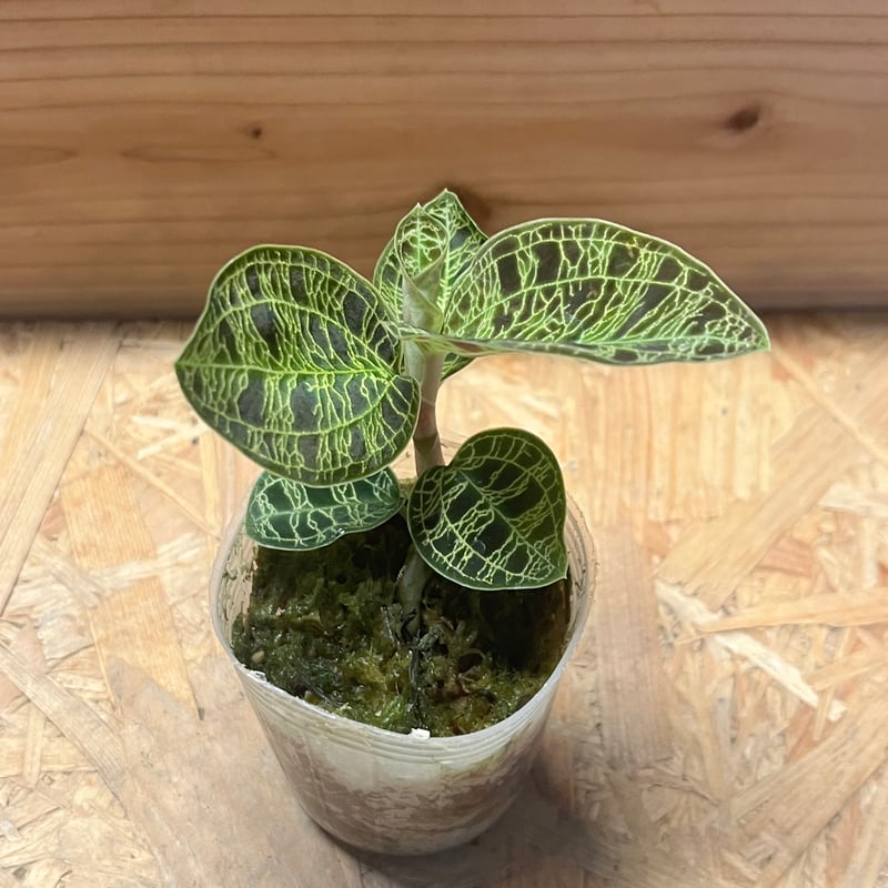 ジュエルオーキッド マコデスぺトラ | GREEN LUCK