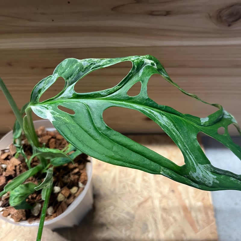 【希少植物4】 モンステラ アダンソニー バリエガタ 最上美術株 希少植物4】 モンステラ アダンソニー バリエガタ 最上美術株