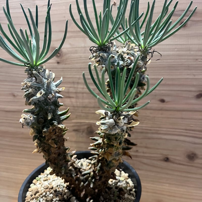 チレコドン※ワリチー チレコドン・ワリチー/Tylecodon wallichii | Hare Bare Plants