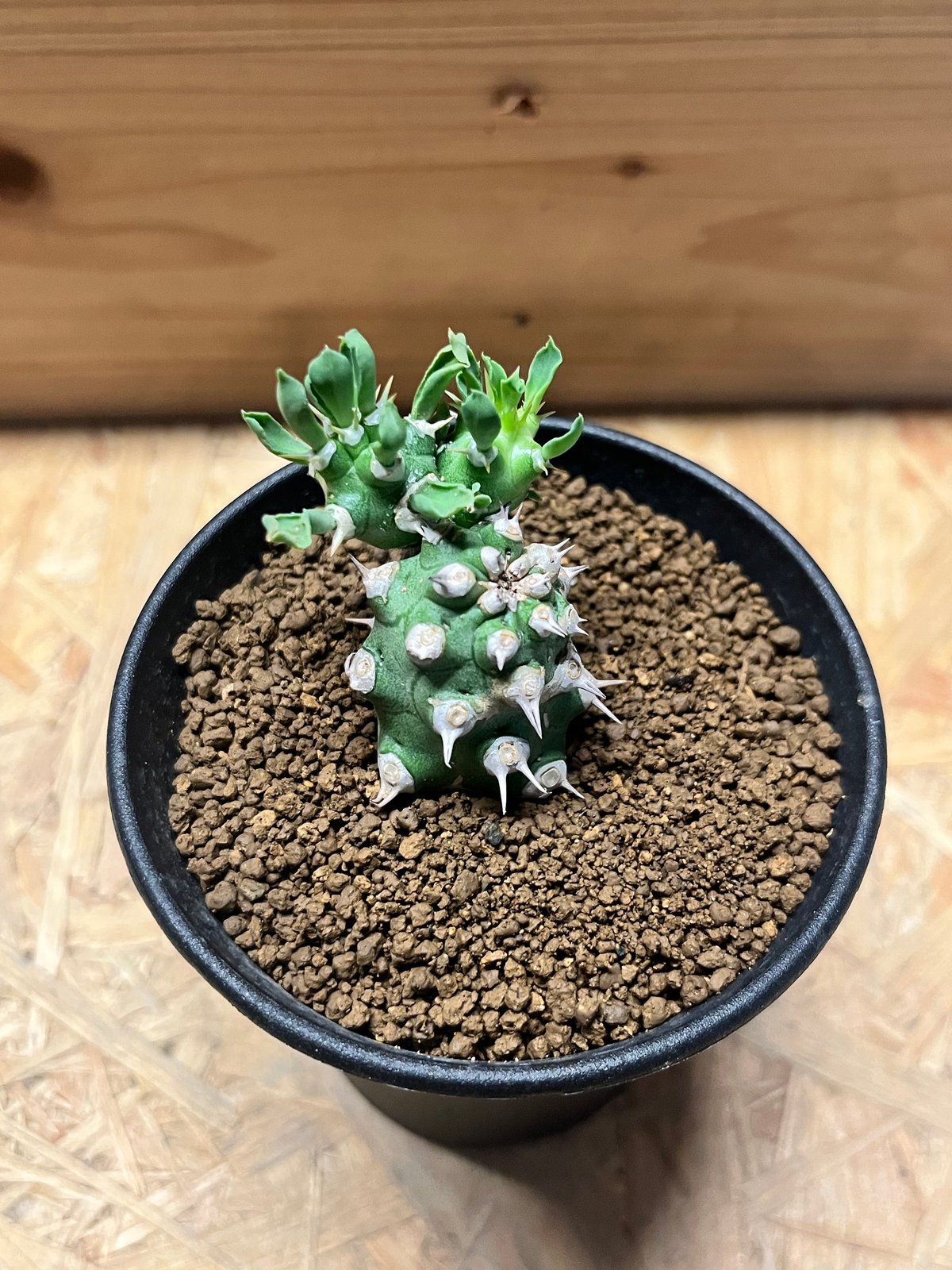 ユーフォルビア　cv.トム ユーフォルビア cv.トム | GREEN LUCK