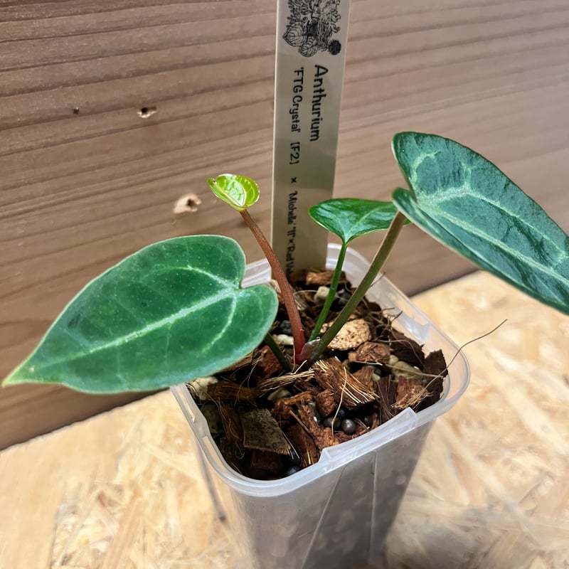 1斑入り アンスリウム ミシェル x クリスタルシルバー 1斑入り