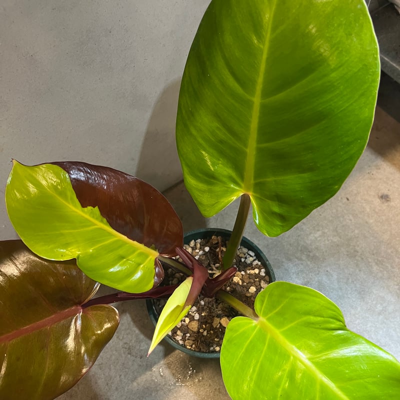 フィロデンドロン インペリアルイエローフレーム | GREEN LUCK