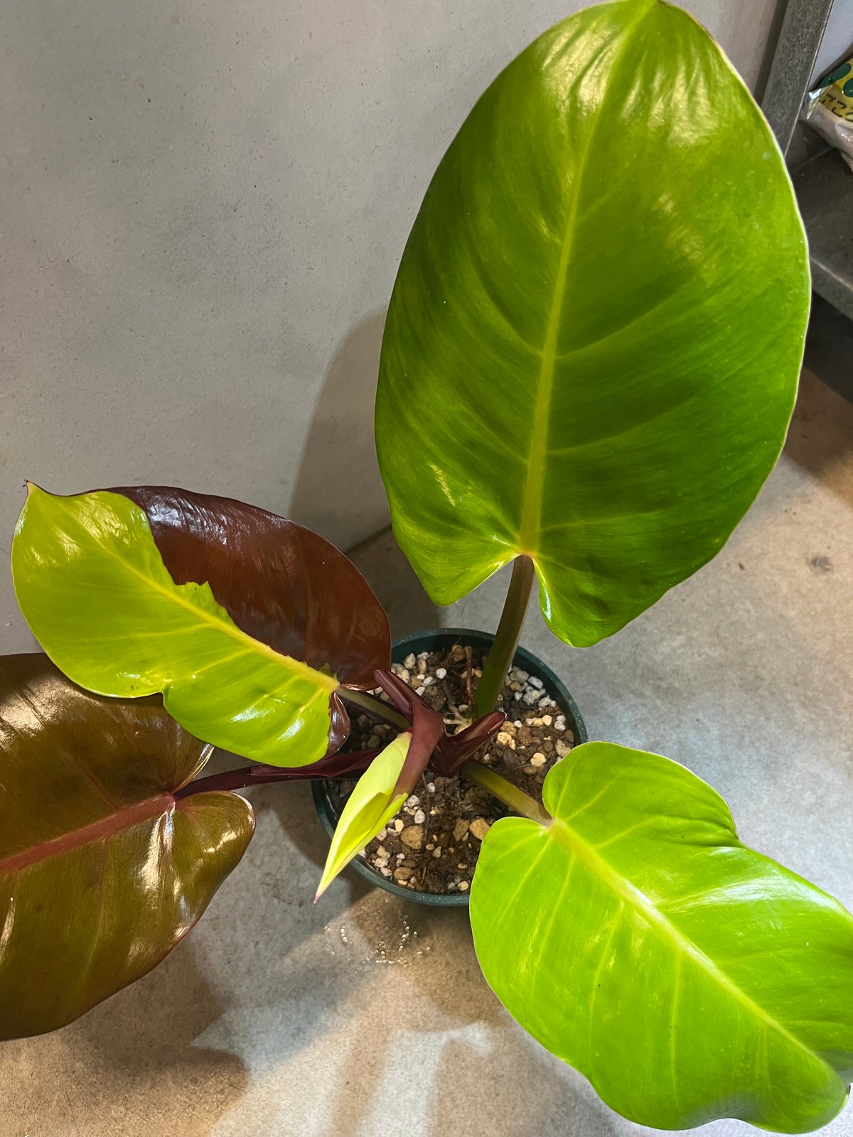 フィロデンドロン インペリアルイエローフレーム | GREEN LUCK