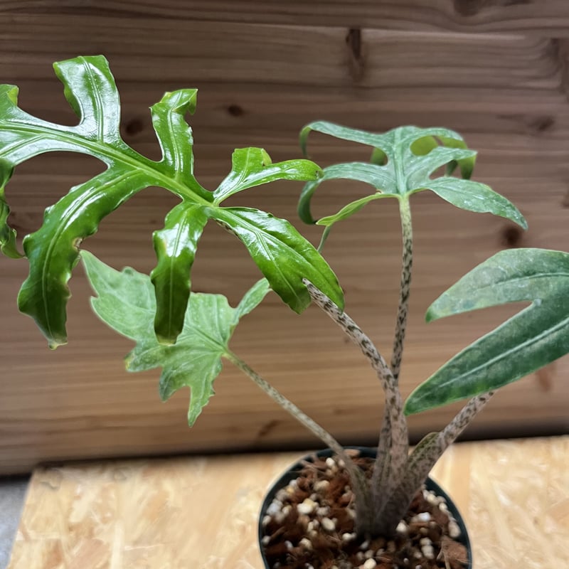 アロカシア ブランキフォリア | GREEN LUCK