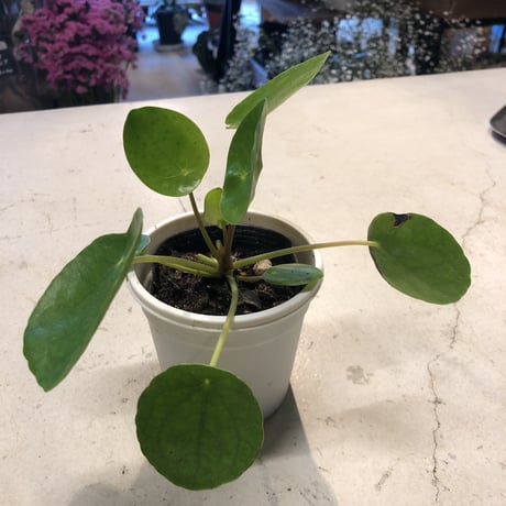 ピレアペペロミオイデス | STORES