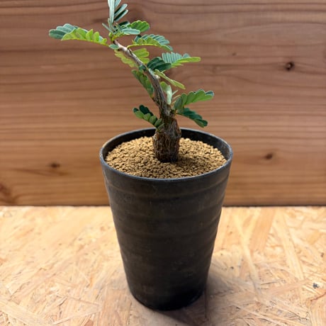 センナメリディオナリス | STORES