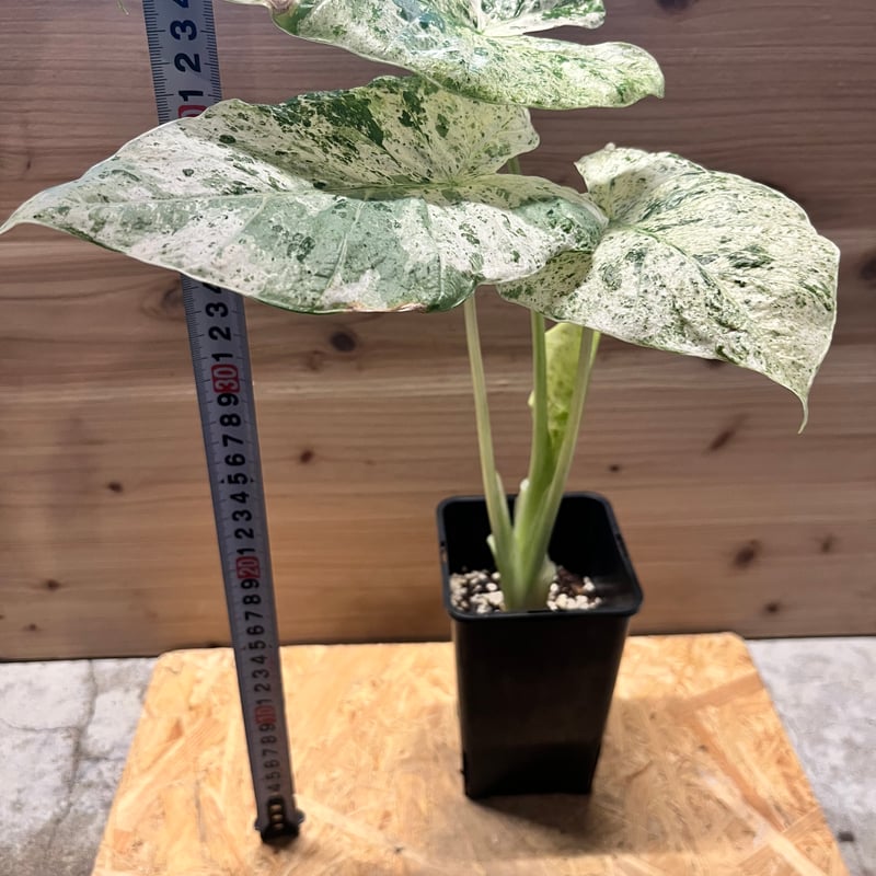 masa　アロカシアまとめ 入荷情報✌️ #ワトソニア #3275 #3419 #velvetyleaf 入荷しました