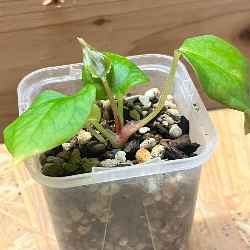 アンスリウム ポーティラエ NSE | GREEN LUCK