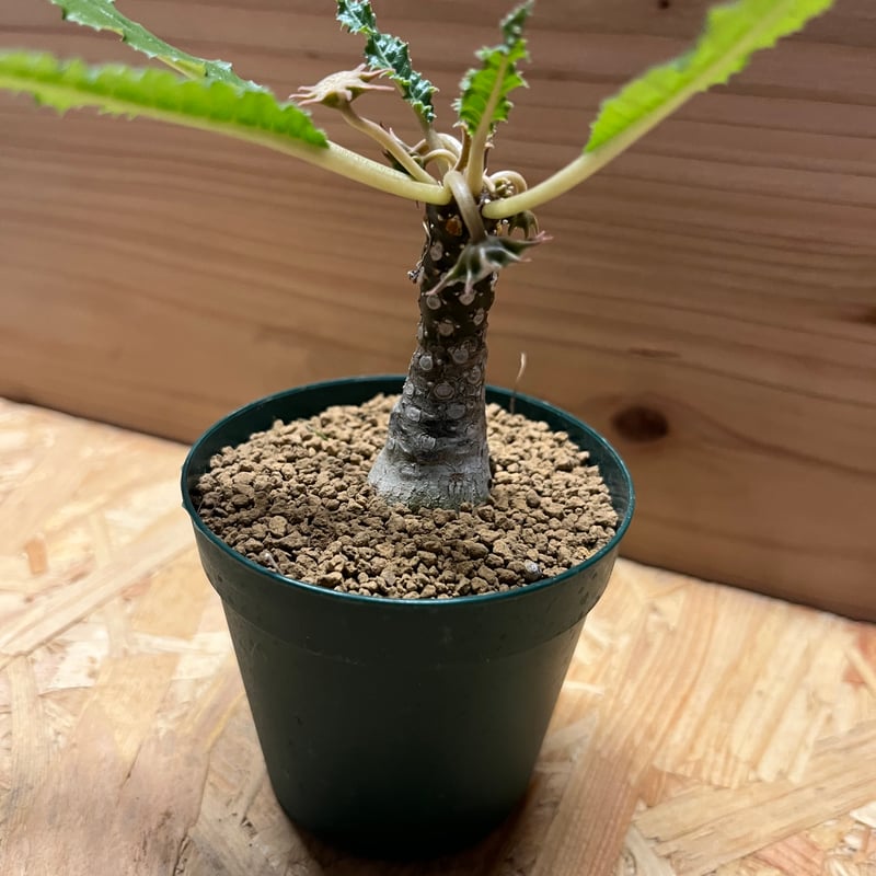 ドルステニア フォエチダ | GREEN LUCK