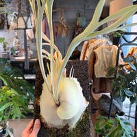 ビルベルギア スローポーク | GREEN LUCK