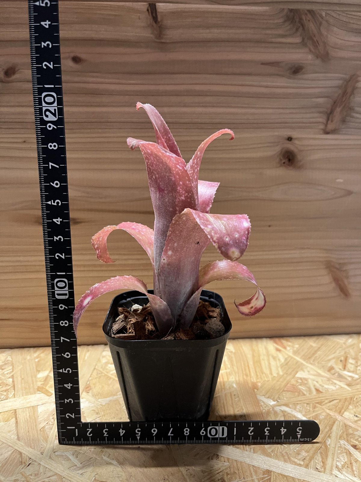 ビルベルギア ピンクシャンパン | GREEN LUCK