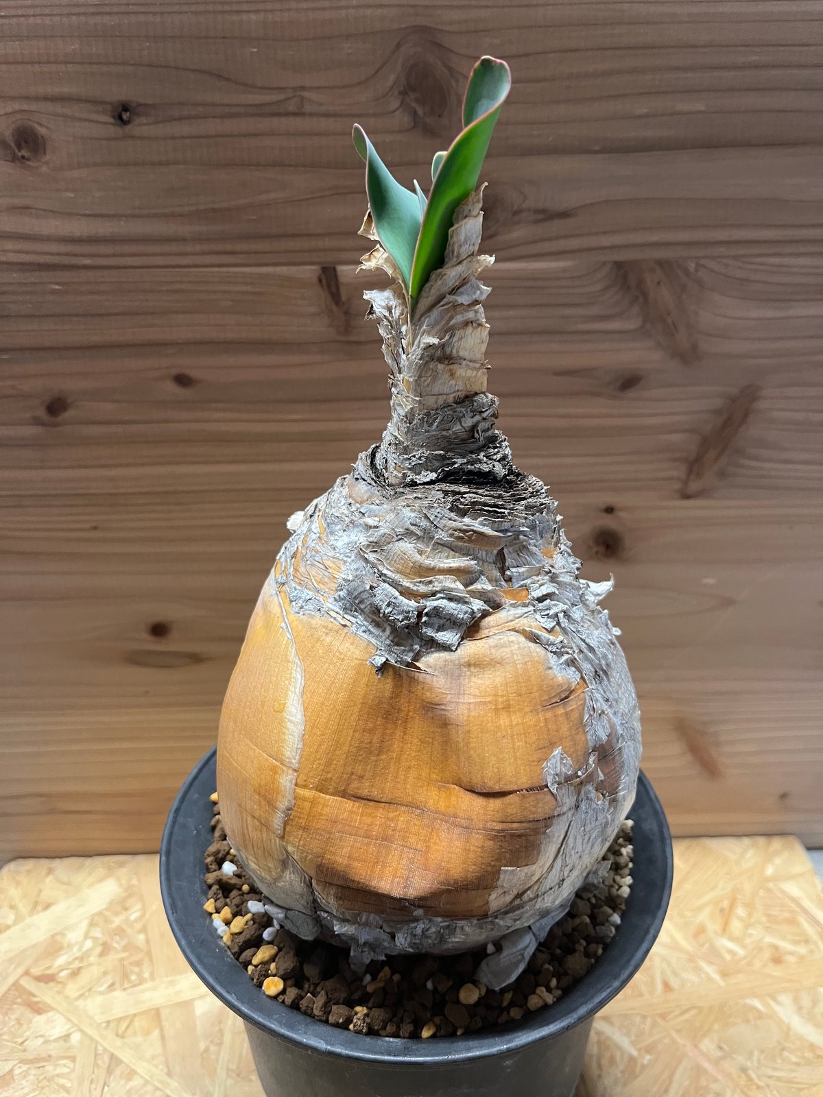 ブーファン ハエマンソイデス | GREEN LUCK