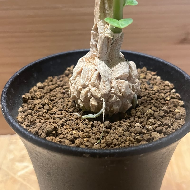 マテレアシクロフィラ マテレアシクロフィラ 亀甲竜 (Matelea cyclophylla) – GreenYa
